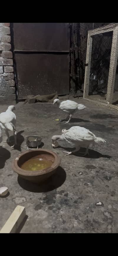 Chicks Original hera aseel