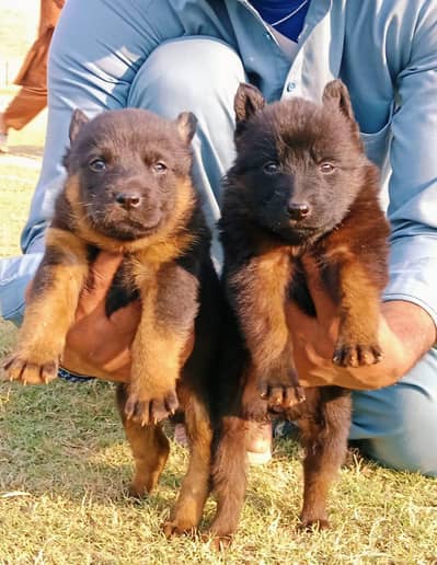 German shepherd | male Puppy | Dog for sale | Long coat