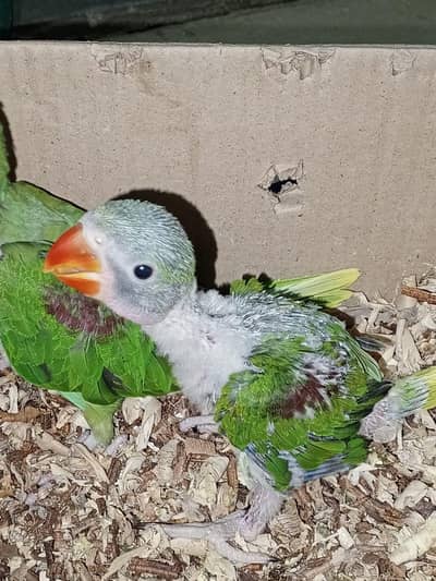 Pahari parrot for sale in reasonable price