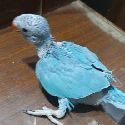 local blue Ringneck mithu baby chciks