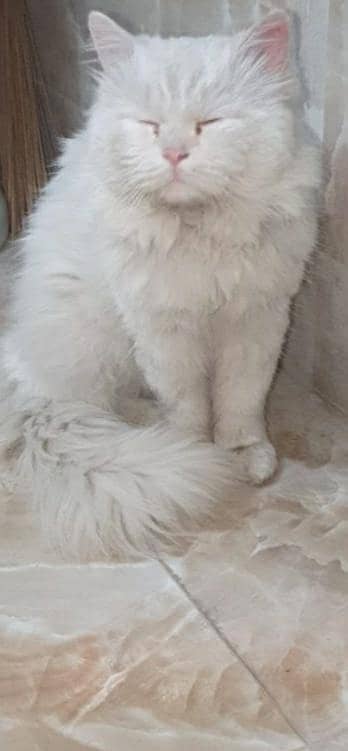 PERSIAN CAT FOR SALE