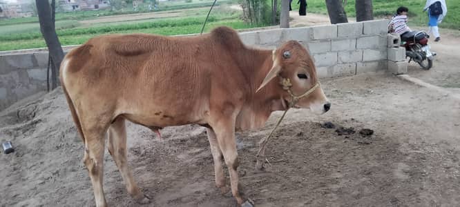 Qurbani k Liye Desi wachha for sale