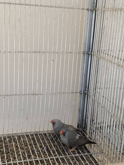 Mutations finches