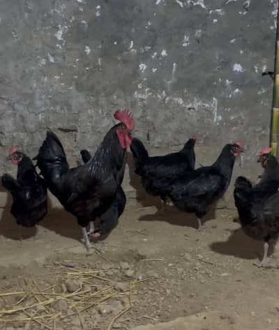 Australorp 1 male 6 female fresh breeder 03098240394