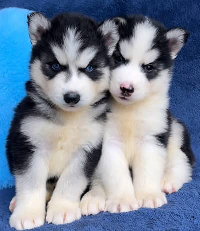 husky puppies available