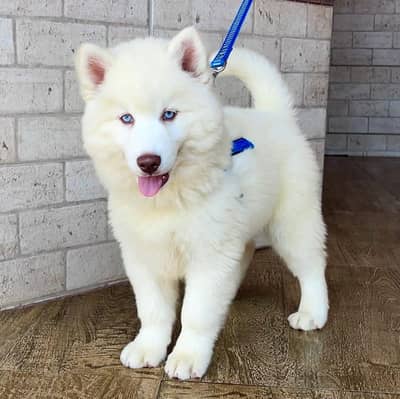 husky puppies available