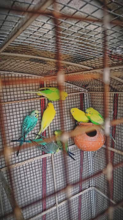Australia parrot and very beautiful parrot