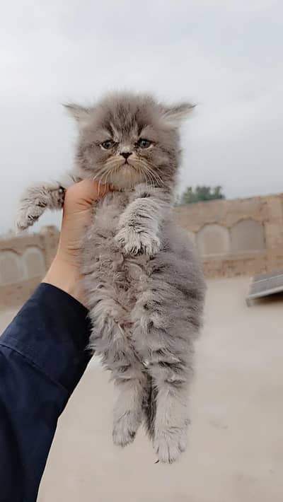 Persian Kittens Triple Coated