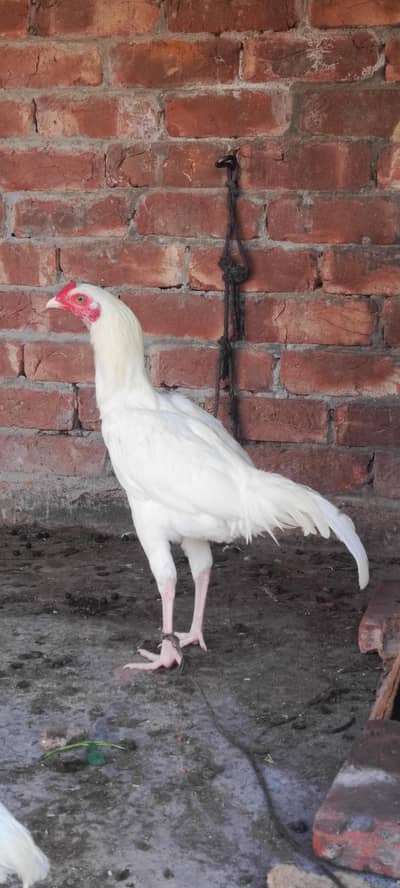 White Aseel patha pathi