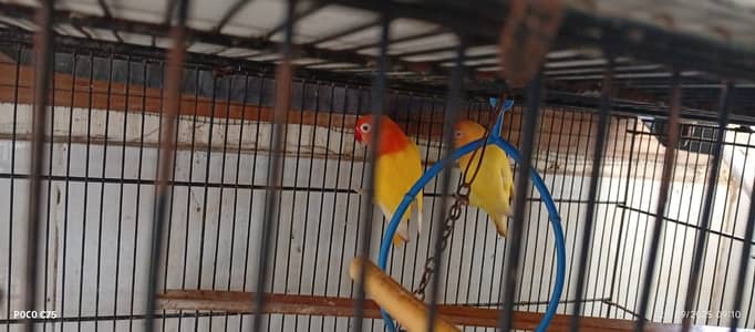 Love birdss,  cage and boxes