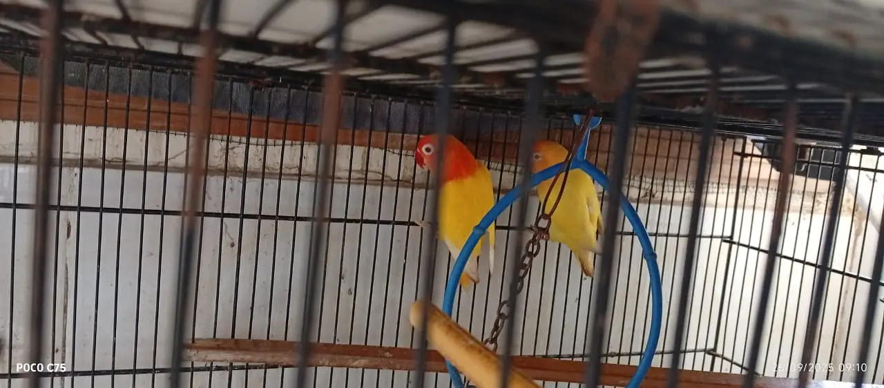 Love birds and boxes