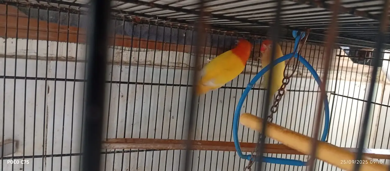 Love birds and boxes — photo 2