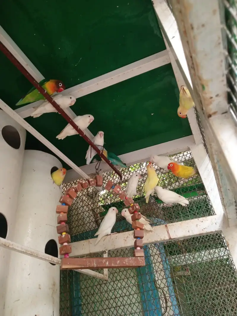 Love birds and boxes — photo 4