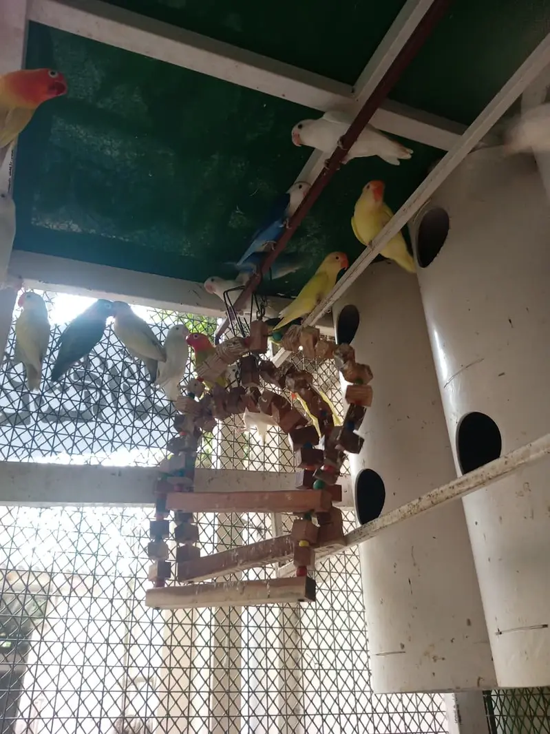 Love birds and boxes — photo 5