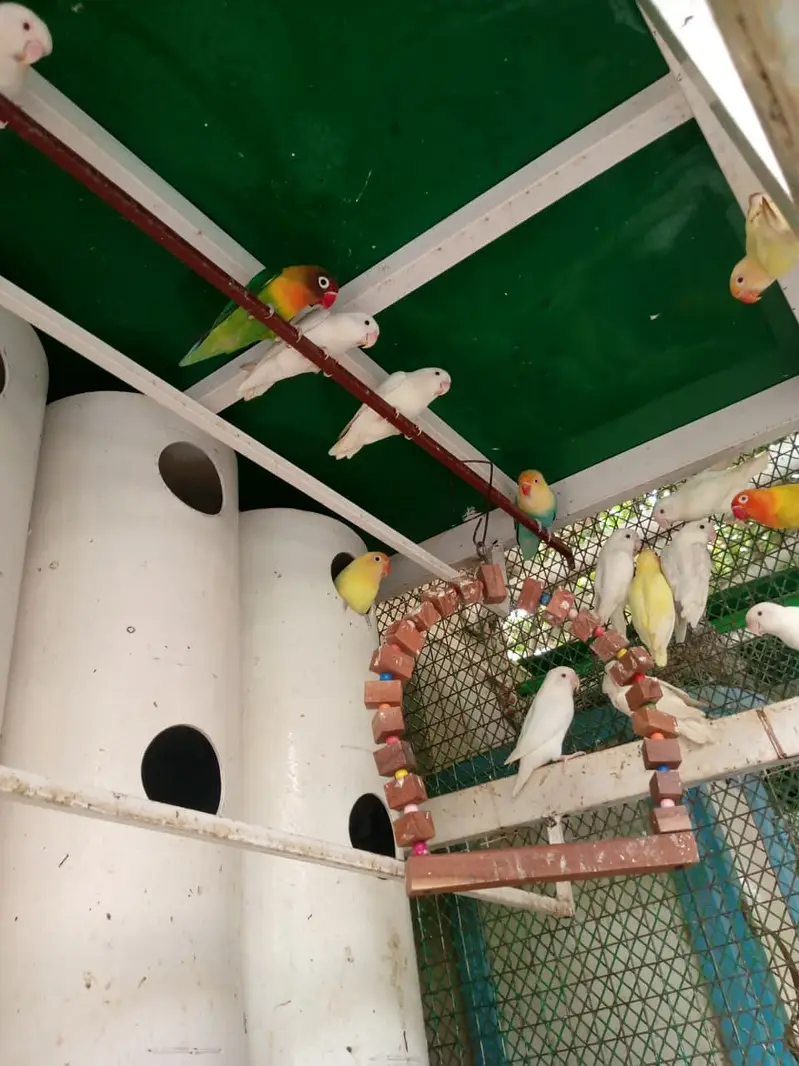Love birds and boxes — photo 6