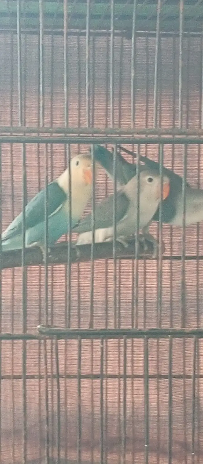 Love birds and boxes — photo 8