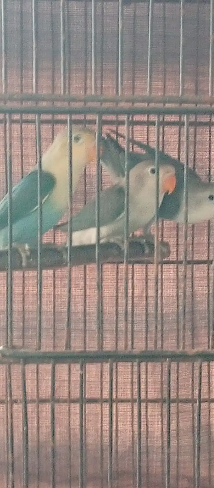 Love birds and boxes — photo 9