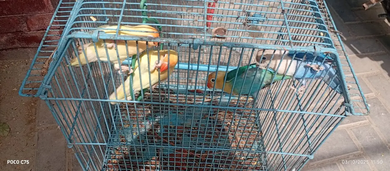 Love birds and boxes — photo 10