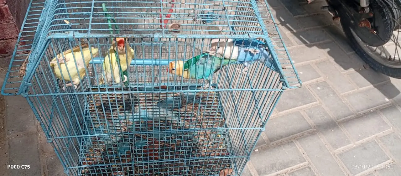 Love birds and boxes — photo 11