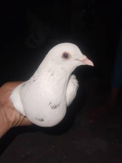 pigen sell 10 pigen  one chatri