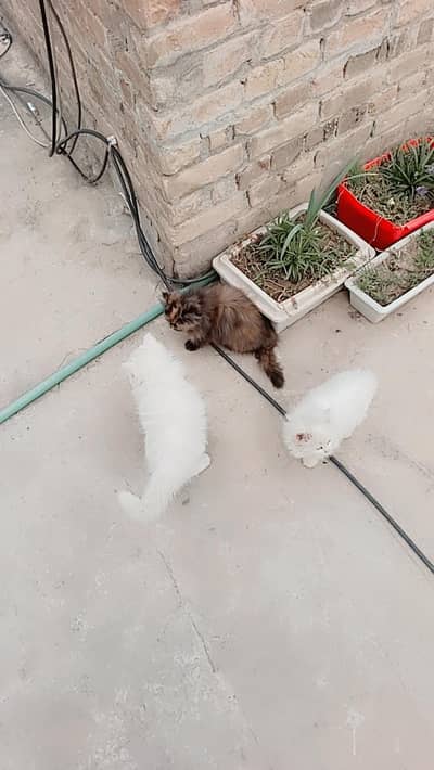 Persian Kittens Triple Coated
