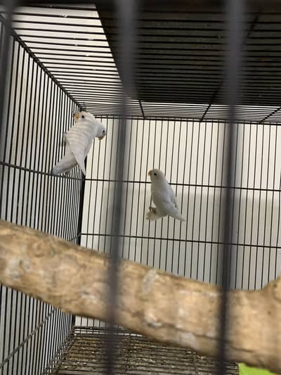 Cremino,Decino Pestlino, blue pestle, albino available