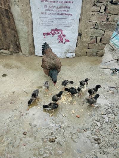Heera chicks and wlaiti Mianwali croos Chicks