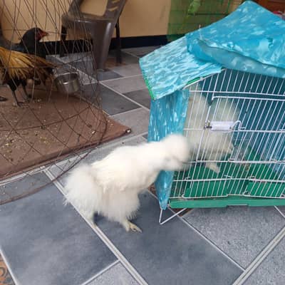 blue ears pure silke