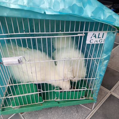 blue ears pure silke and  assel hen read discription and  check photos