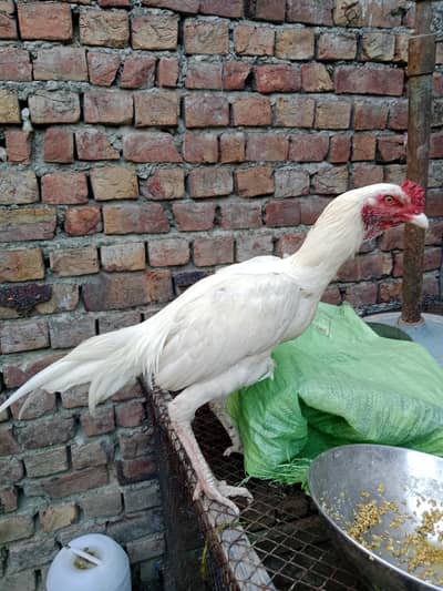 Herra patha only serious Bayer contact me