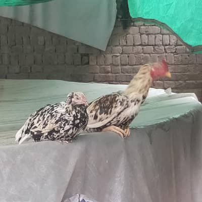 خالص چینا، انڈے دیتی مرغی