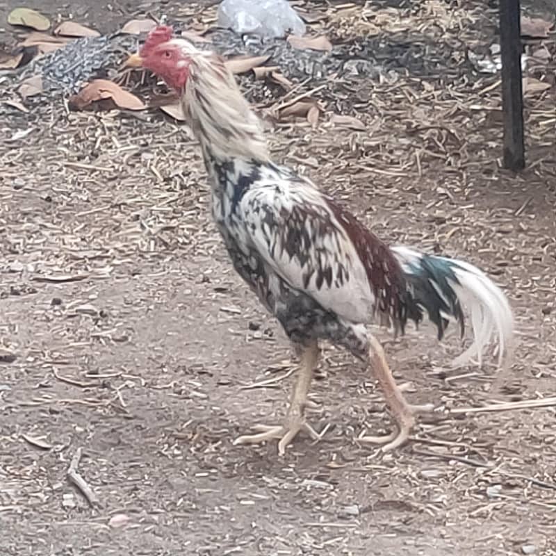 خالص چینا، انڈے دیتی مرغی 1