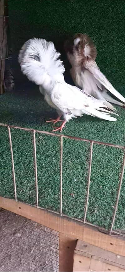 jacobin Chicks and yellow tail