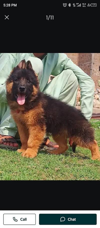 Gurman Shaft Dog My WhatsApp 03492207133 (_@$$#)