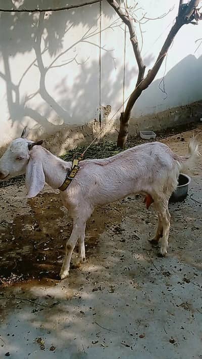 Bakri ke sath do bache he