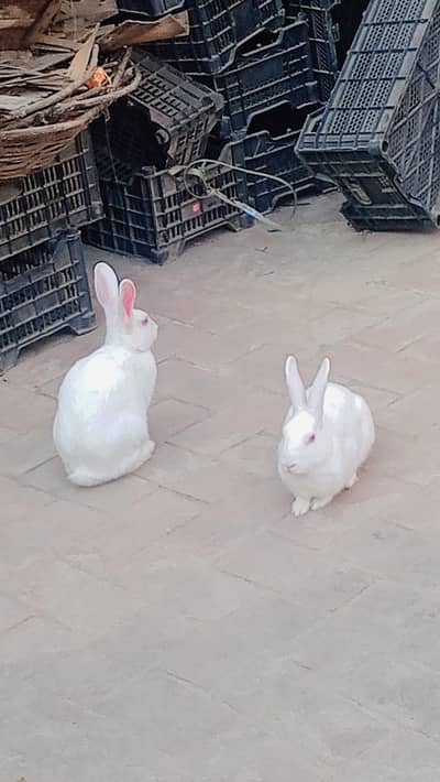 red eyes rabbit One mail one female