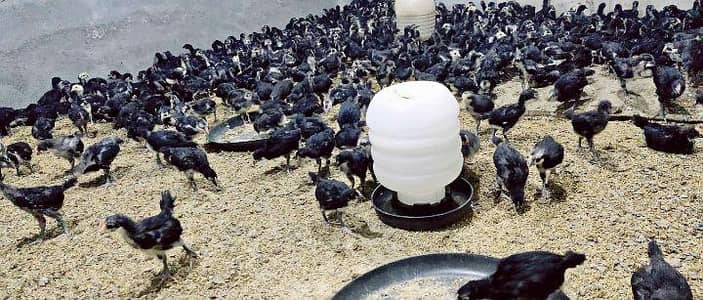 Australorp 1 Month Old Chicks Complete Vaccination Done