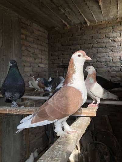 Sherazi pair