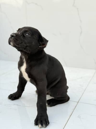 Cane Corso Puppies Available