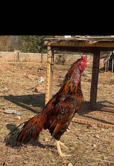 High quality aseel fertile eggs