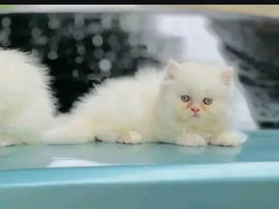 Persian female kitten for sale My WhatsApp number 0321-83-87-945