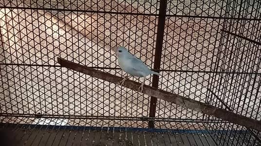 Quality Satin Bruno Gouldian Pathay