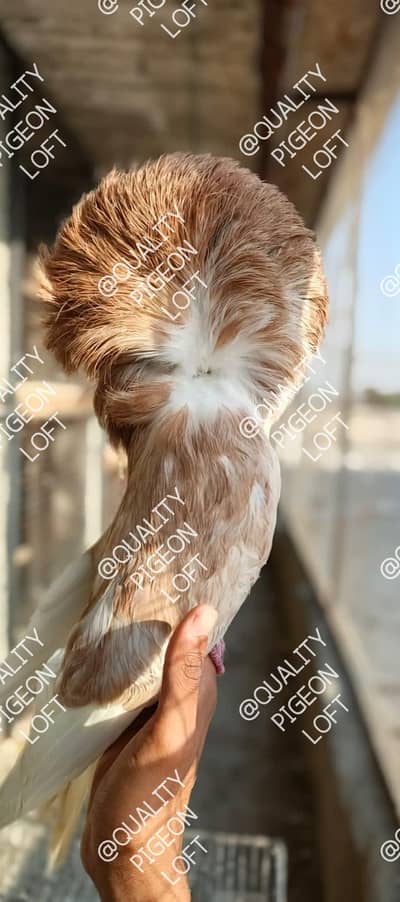 Teddy, dub wale, Zeera, golden, Jacobin