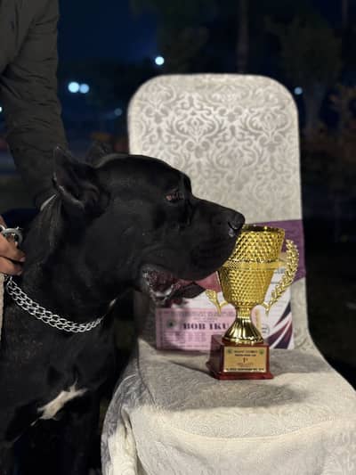 Cane Corso Puppies Available