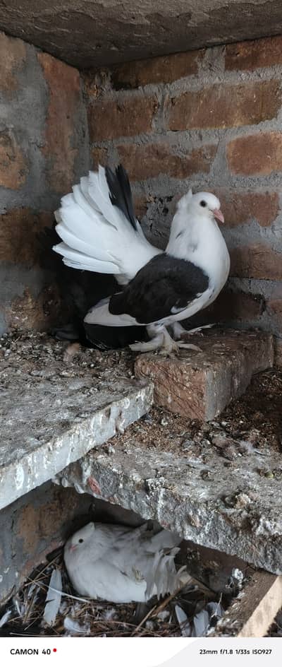 Saddle american zero kali chicks