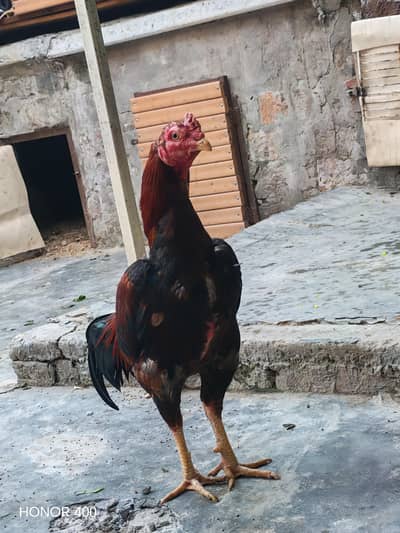 15mahena ka meyawali 0 3 10 3 3 3 9 9 62