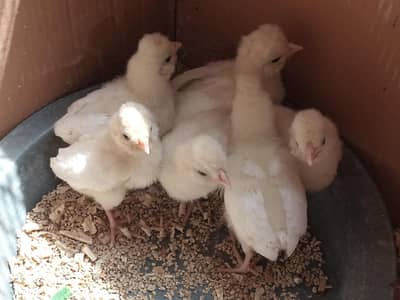 white polish chick age 15days old