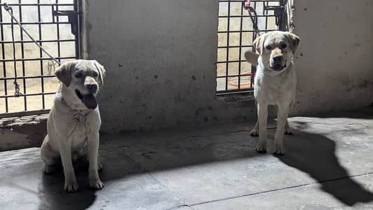 Labrador | labra | British Labrador |  short tail | show quality dog