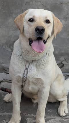 Labrador | labra | British Labrador |  short tail | show quality dog