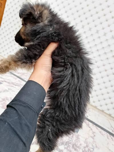 German Shepherd Puppies Long Coat